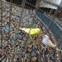 مرغ عشق نر و ماده