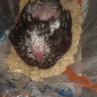 فروش تخمه نطفه دارفروش مرغ گلین لری فروش خورس|حیوانات مزرعه|اصفهان, عطار نیشابوری|دیوار