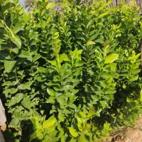 انواع درخت مرکبات|خدمات باغبانی و درختکاری|کازرون, |دیوار