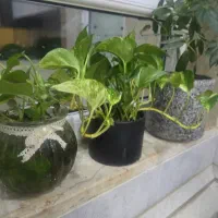 تراریوم حلزون خزنده کرم اسنیک