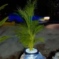 گلفروشی|گل و گیاه طبیعی|رشت, پل تالشان|دیوار