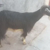 بز دوتا برای فروش|حیوانات مزرعه|برازجان, |دیوار