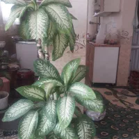 گل و گیاهان اپارتمانی