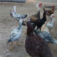تخم لاری نطفه دار