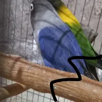 جفت طوطی برزیلی یقه زرد مولد واقعی|پرنده|تهران, تهرانسر غربی|دیوار