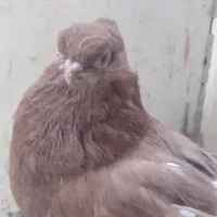 کبوتر نوک قنار زرد