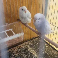 مرغ عشق|پرنده|شیراز, میانرود|دیوار