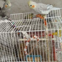 عروس هلندی ۸ ماهه|پرنده|رشت, حمیدیان|دیوار