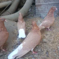 جاده اهواز آبادان روستای دریسیه .معاوضه هم دارم|پرنده|شادگان, |دیوار