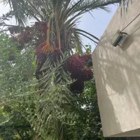 برش قطع وهرس وچیدن خوشه های خرما