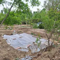 باغچه ۸۰۰ متری واقع در کهریزک، روستای سلمان آباد|فروش دفتر صنعتی، کشاورزی، تجاری|کهریزک, |دیوار