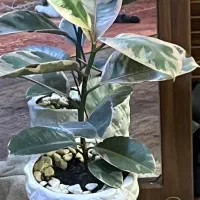 تعدادی گلدان آپارتمانی|گل و گیاه طبیعی|تهران, صادقیه|دیوار