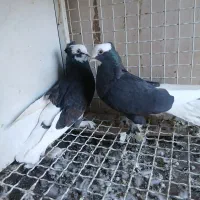 ابلغ سیاه|حیوانات|قم, وادی السلام|دیوار