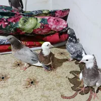 جوجه کفتر ۱۰ عدد