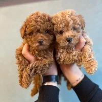 توی پودل اصیل با تضمین اصالت نژاد