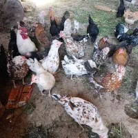 تخم مرغ نطفه دار گلین
