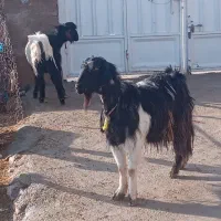 بز نر یا ساورین و یدونه بز