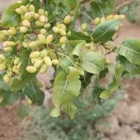 باغ پسته  قیمت توافقی|فروش دفتر صنعتی، کشاورزی، تجاری|شادمهر, |دیوار