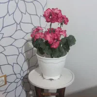 گل مصنوعی|گل مصنوعی|تهران, وصفنارد|دیوار