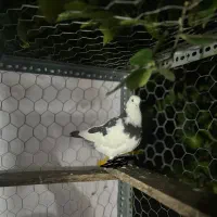 کبوتر جوجه قلم شده