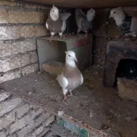 طوقی|پرنده|فولادشهر, باغشاد|دیوار