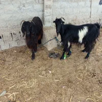 دوعددبزبفروش.میرسد|حیوانات مزرعه|برازجان, |دیوار