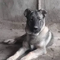 توله سرابی اصیل نوه هوزی|سگ|تهران, جیحون|دیوار