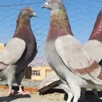 کبوتر پیس خط دار با-خت رفته