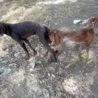 دنبلانی تول|سگ|کلاله, |دیوار