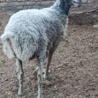 بره ماده