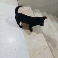 سگ پا کوتاه|سگ|لنگرود, |دیوار