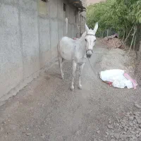 قاطر