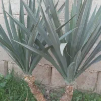 گل یوکا|حراج|گنبد کاووس, |دیوار