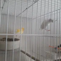 فروش چند قناری با تخم نتفه بسته