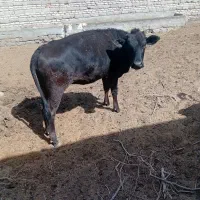 گستر ماده|حیوانات مزرعه|زابل, |دیوار