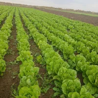 کاهو روغنی درجه ا|خوردنی و آشامیدنی|دلند, |دیوار