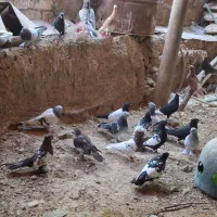 پرنده کله سینه|پرنده|شیراز, قصرالدشت|دیوار