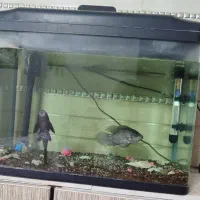 آکواریوم به همراه دو تا ماهی و با تمام تجهیزات