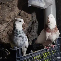 طوقی هفرنگ زرد الماسی