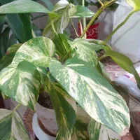 دو عدد گلدان اپارتمانی