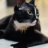 واگذاری گربه با درصورت داشتن شرایط نگهداری