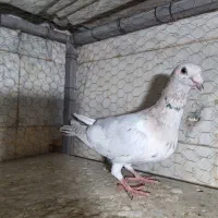 دوتا نر سالم‌