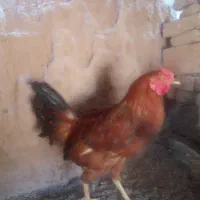 روده خروس زیبا|حیوانات مزرعه|سرایان, |دیوار