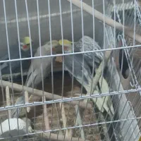 ۲جفت عروس هلندی