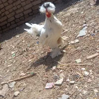 خروس مینیاتوری