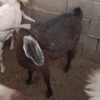 بز پاکستانی|حیوانات مزرعه|شهرضا, |دیوار