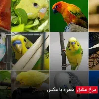 مرغ عشق