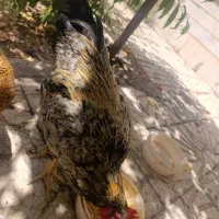 خروس