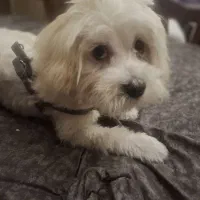 واگذاری سگ شیتزو تریر