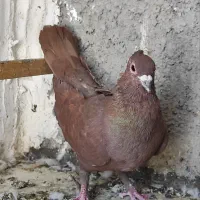 سرخ کرمانی کاکلی